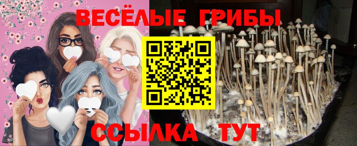 Губкин  что такое   Вход с VPN  Галлюциногенные грибы мухоморы 